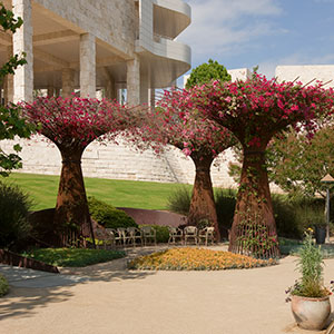 Pink Umbrellas: Bougainvillea Bowers