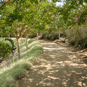 Leafy Shadows: Bowl Garden Perimeter