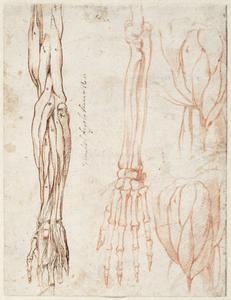 Studies of a Left Arm and Shoulder
