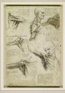 The Superficial Anatomy of the Shoulder and Neck (recto)